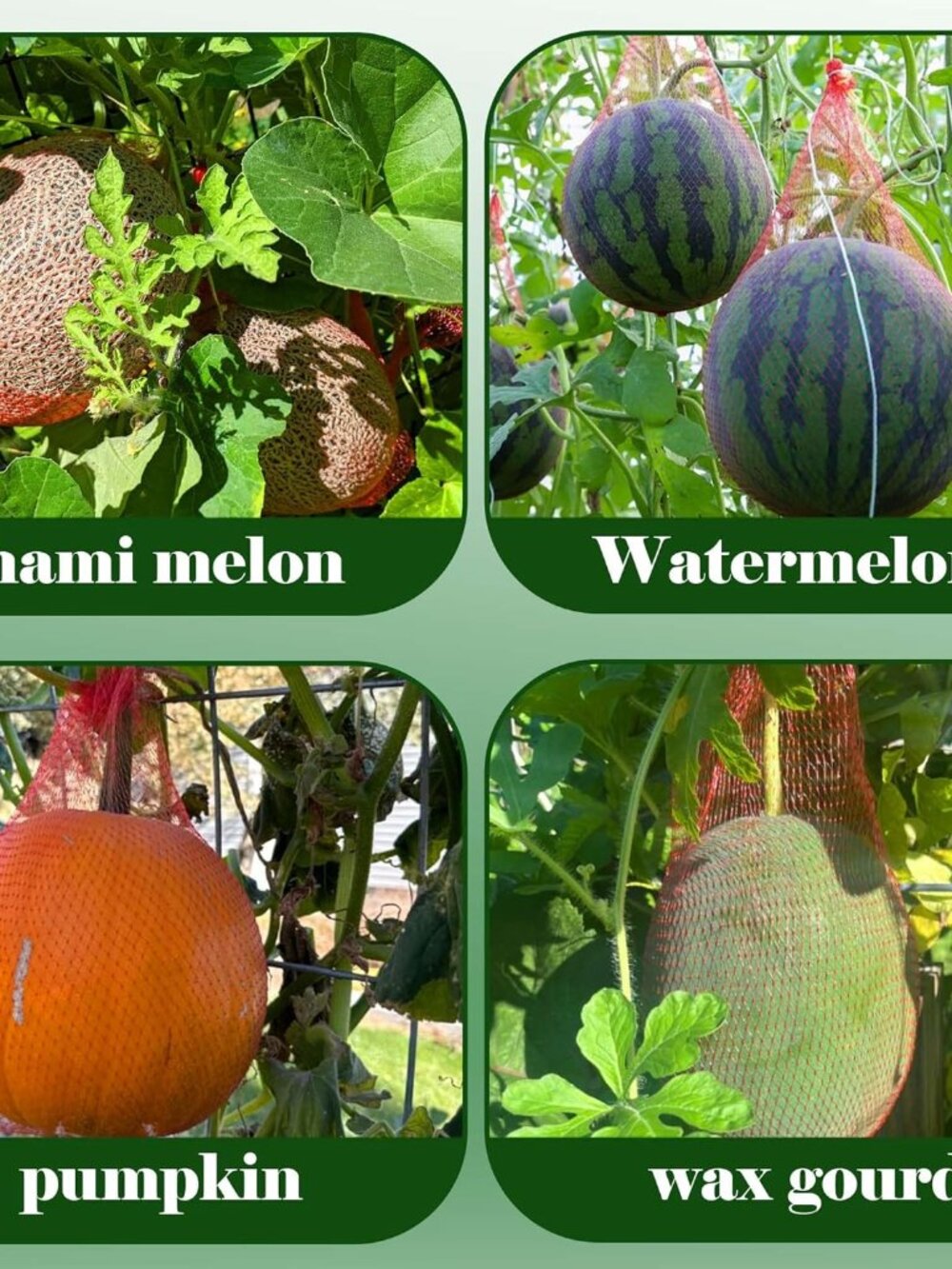 50 Pack Watermelon Nets,Hanging Watermelon Support Nets,Reusable Melon Hammocks - Picture 5 of 7